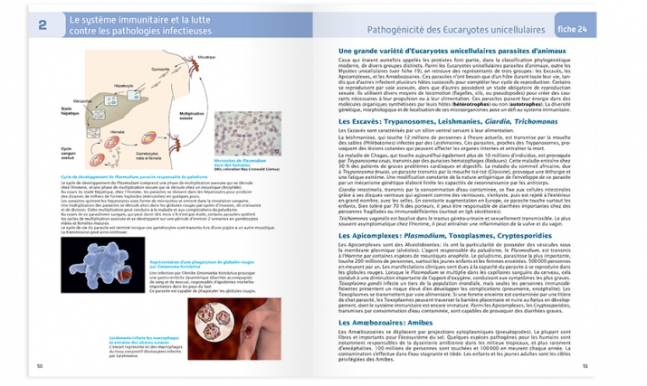P50-51 de l'atlas d'immunologie