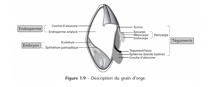 Tome-1- descritpion du grain d'orge